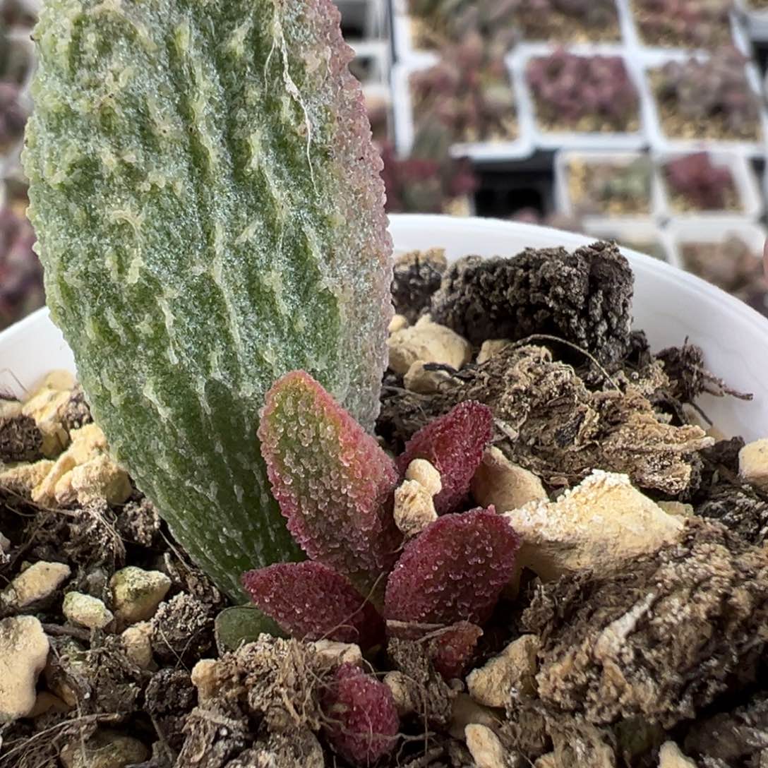 实生底叶苗纹路款多肉植物水泡