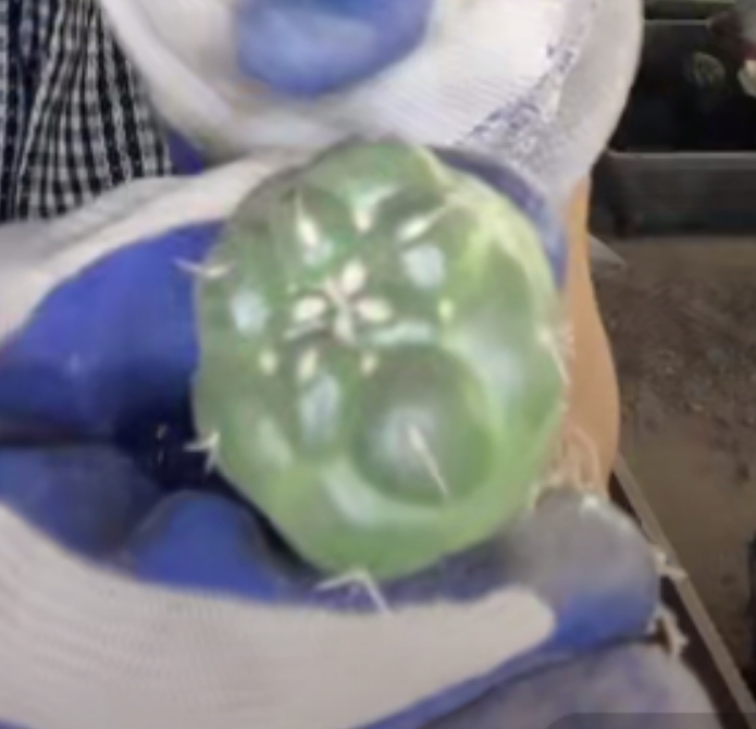 二妹园艺【 1颗  小无刺象牙  自根 】默认脱土随机发货