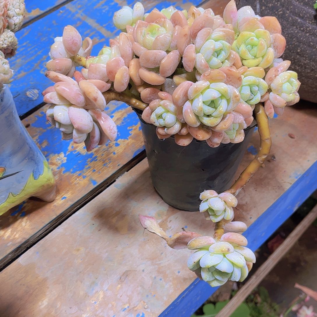 笑****李多肉植物保护