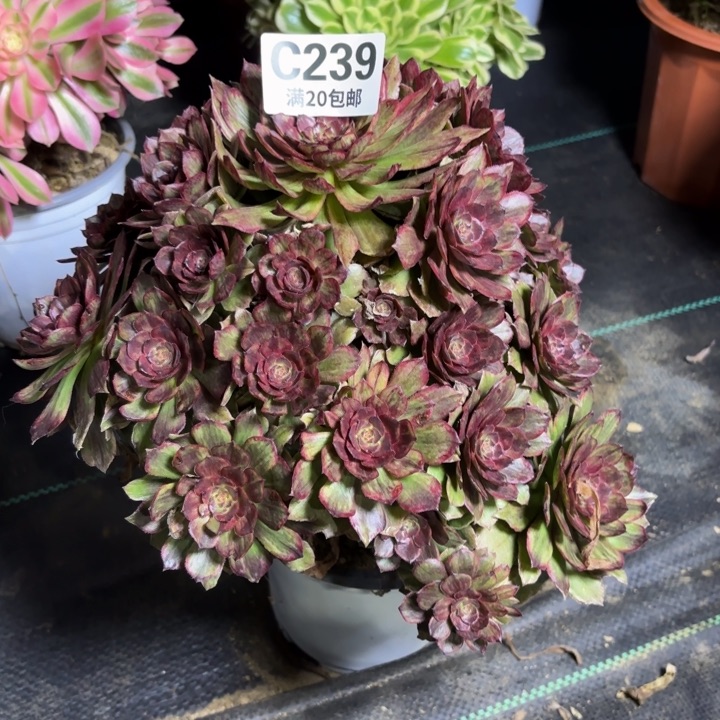 瑞妈一物一拍239