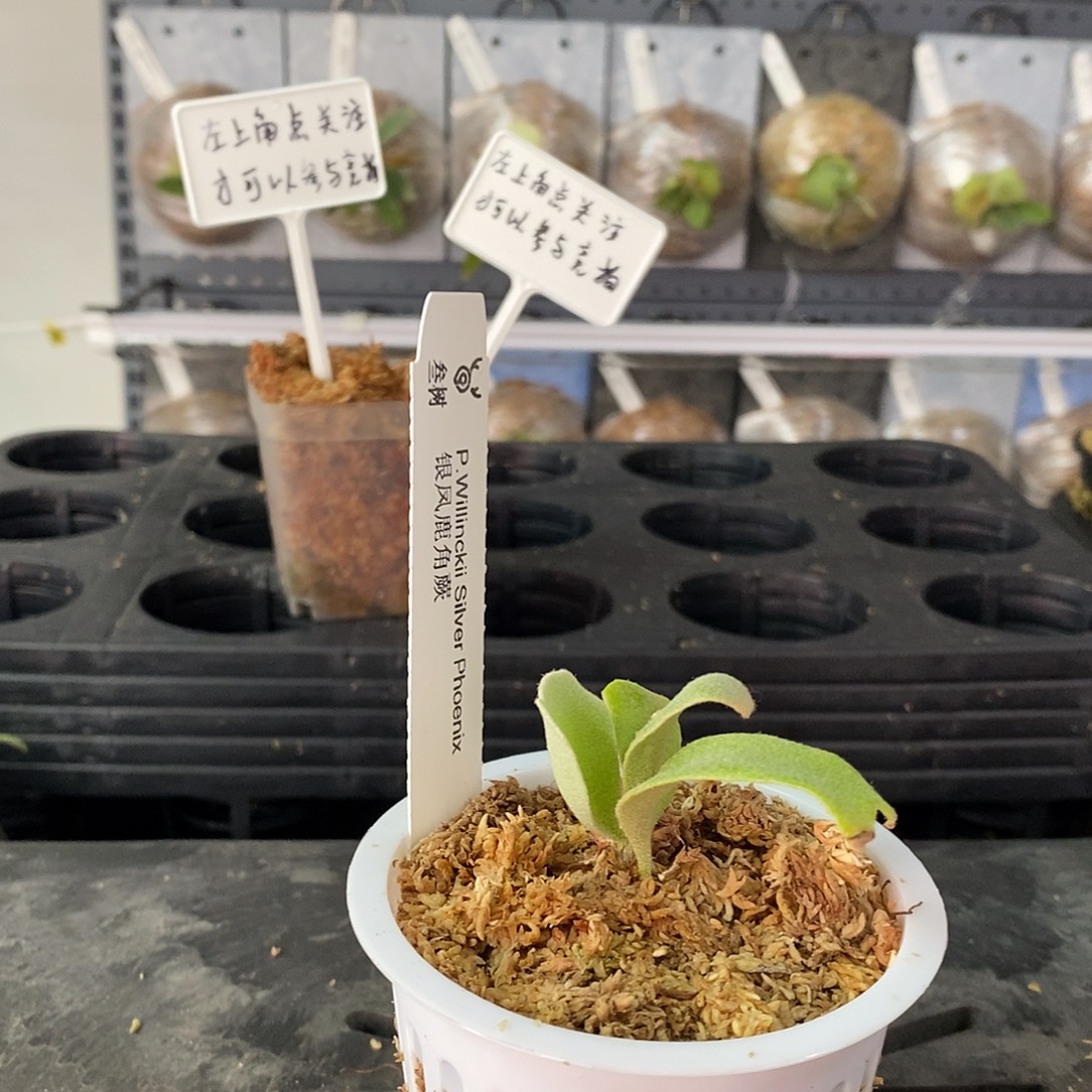 无花朵银凤鹿角蕨鹿角蕨