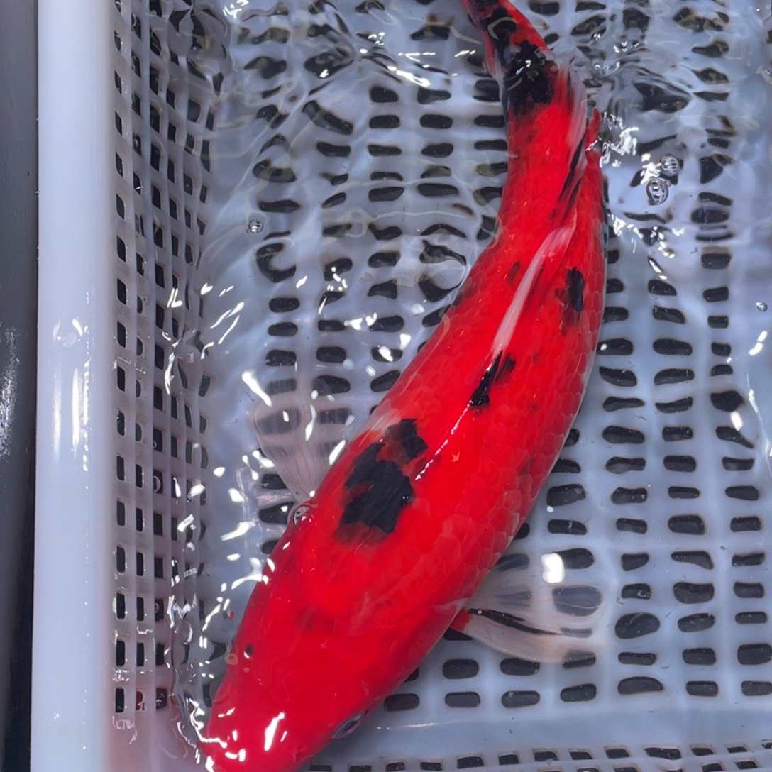 锦鲤一物一拍锦鲤