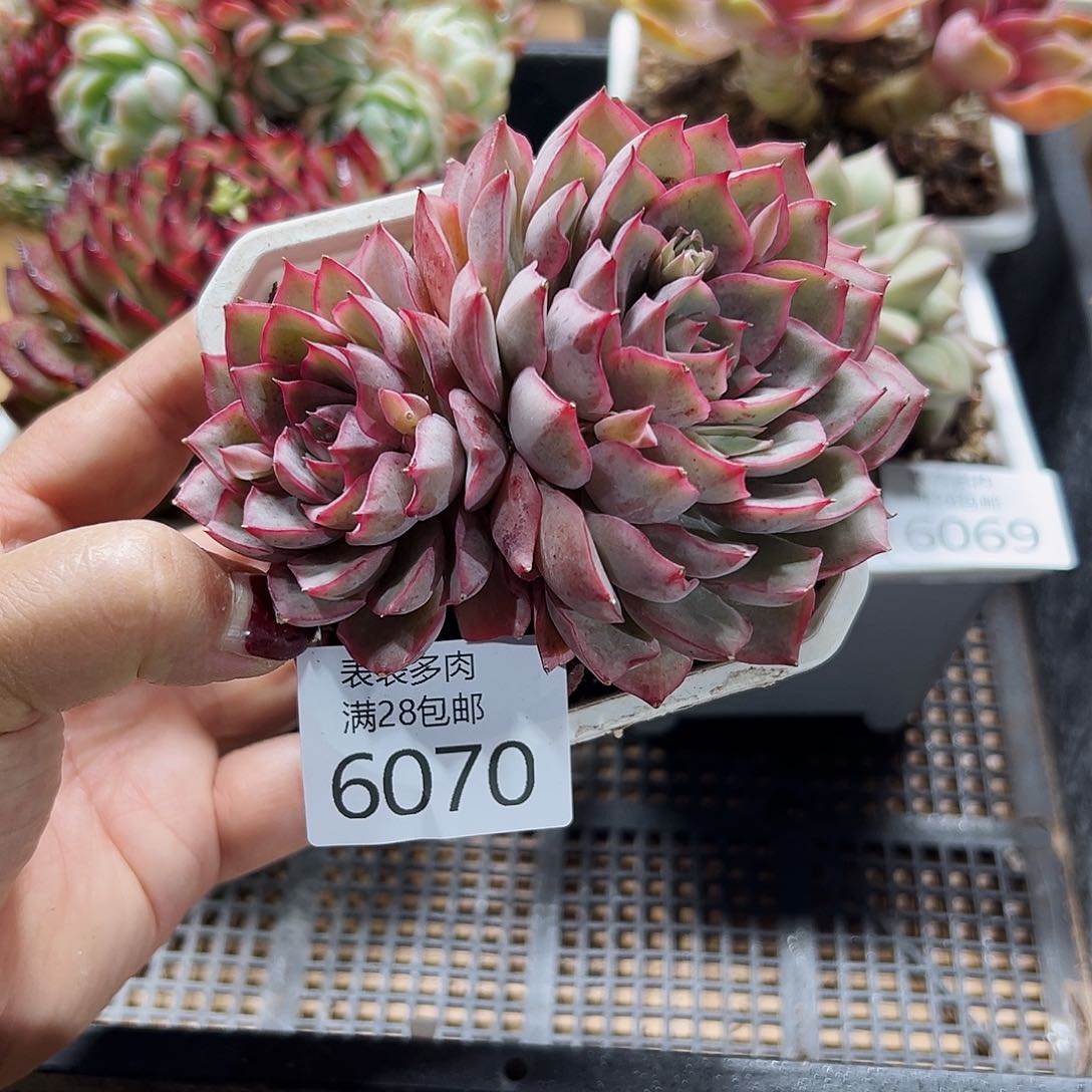 9号我们的确是一个很6070