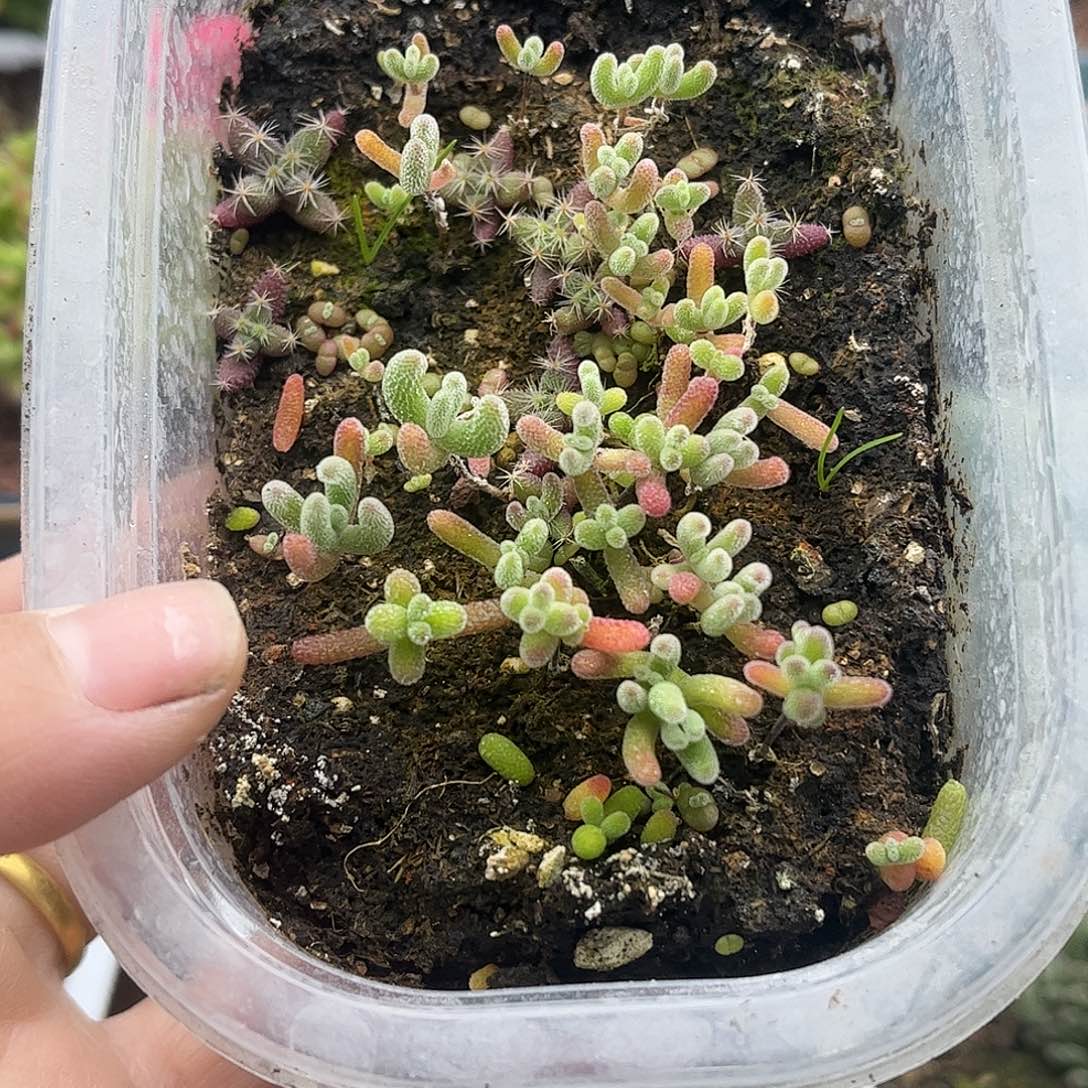 21混播切糕有实生冰晶优选