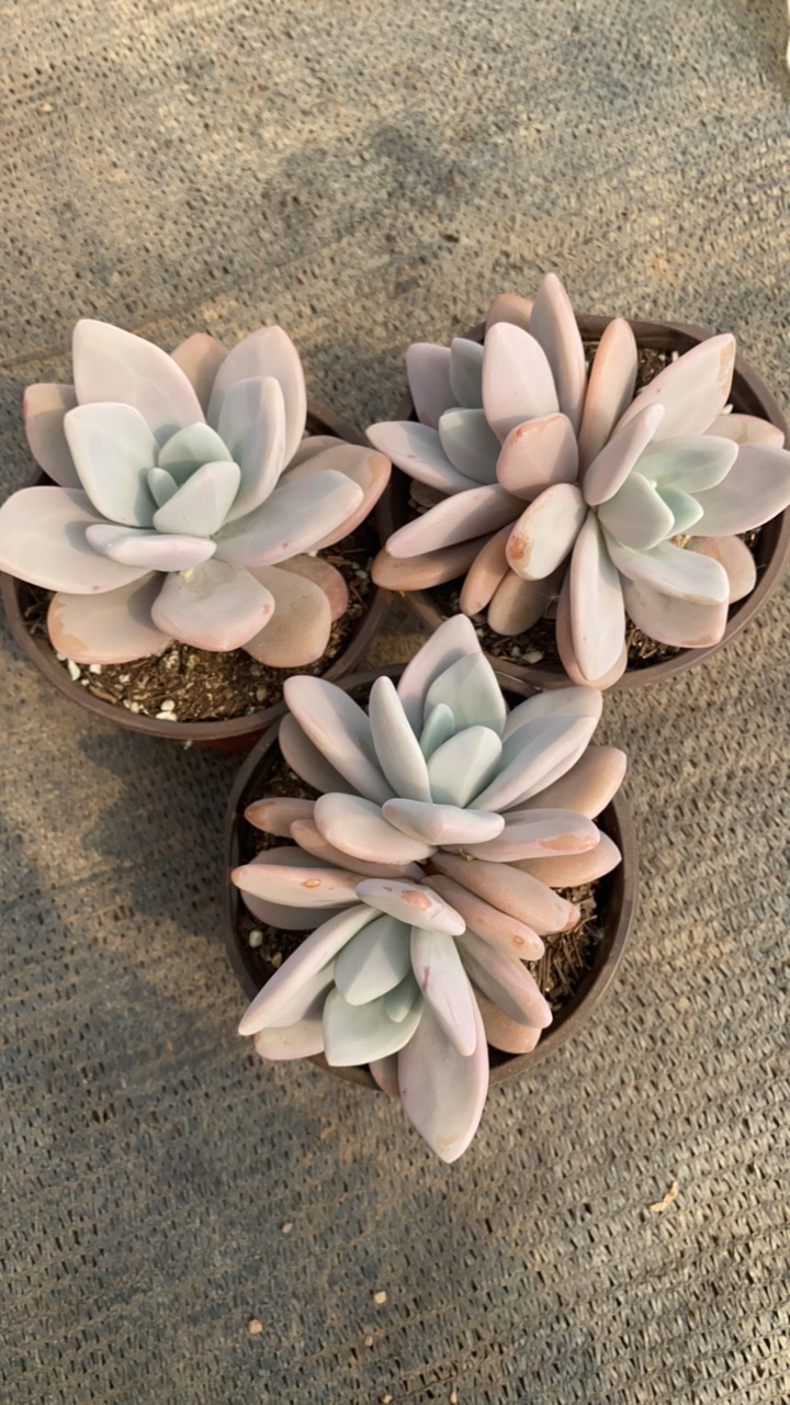 粉兔单双混发多肉植物发3个