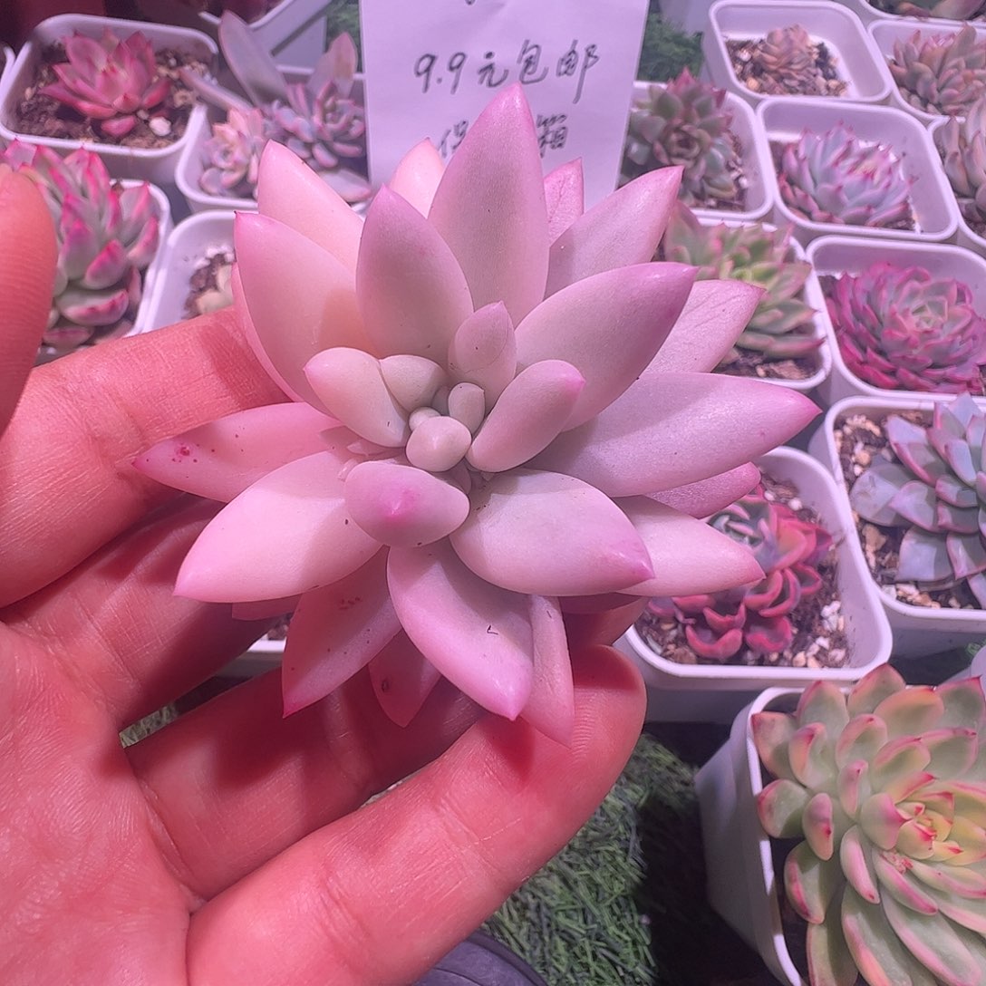 简***特多肉植物多肉植物