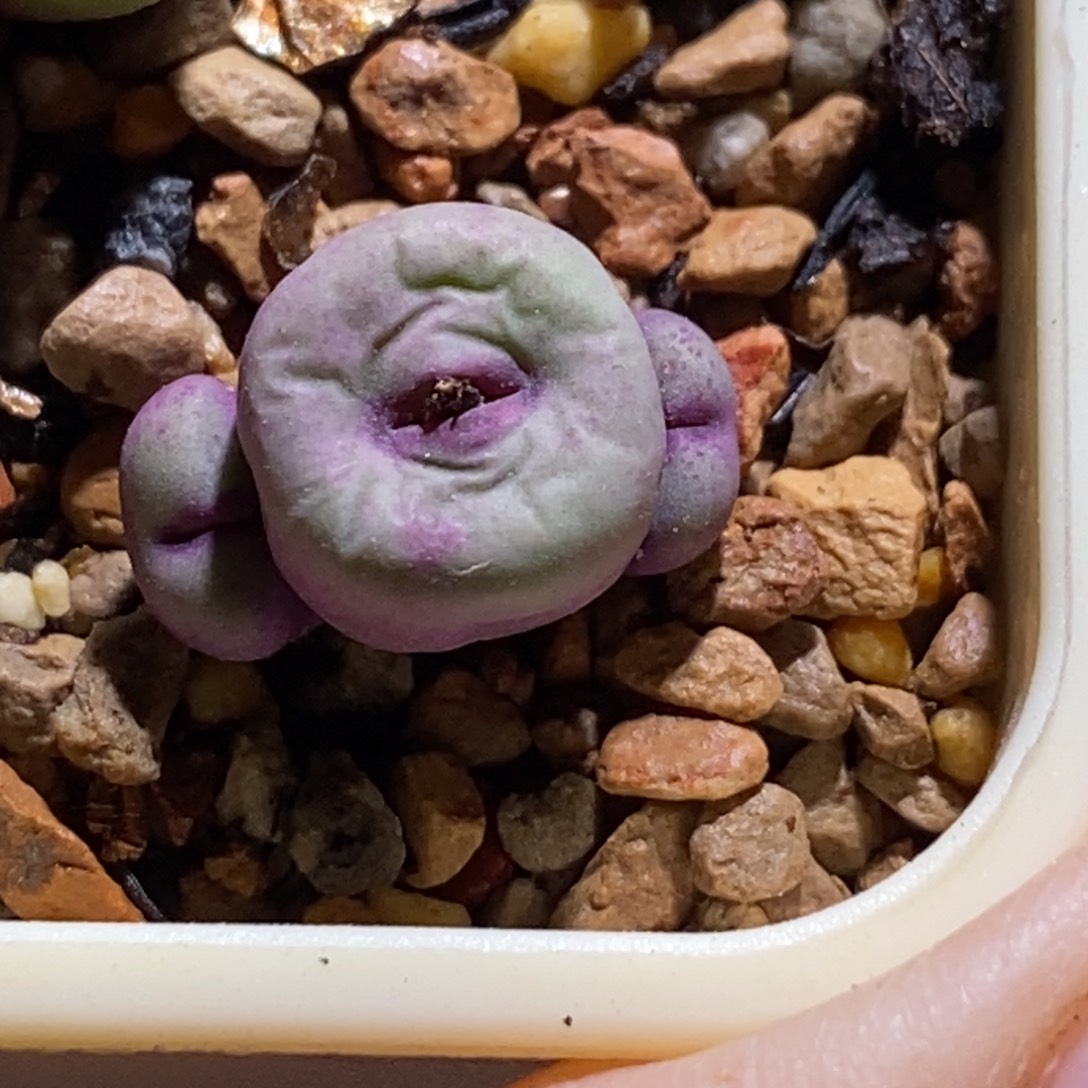 贝特芬红嘴贝特芬红嘴