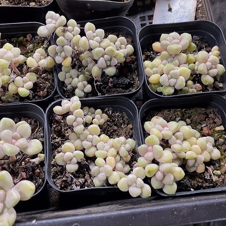 碗也姬秋丽带哦土发