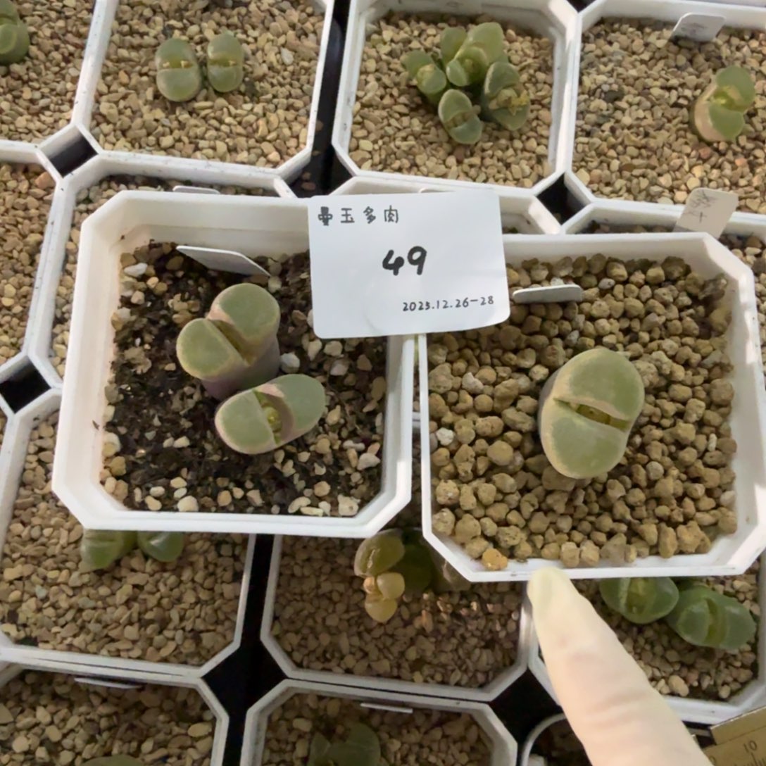 冉***啦多肉多肉多肉12-049 大海豚