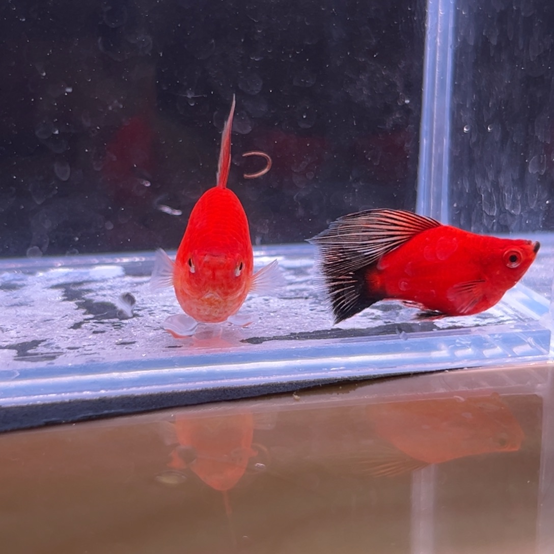 孔雀鱼熊猫球一对