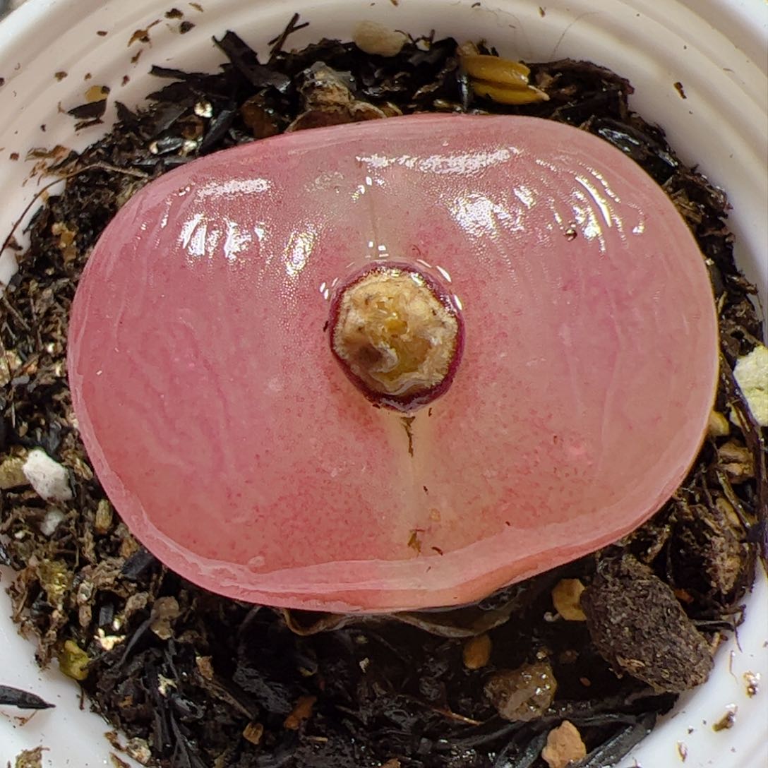 【闪购商品】335 粉色 带盆