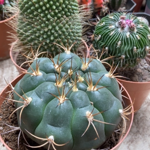 新天地对冷饮白柱仙人球25米