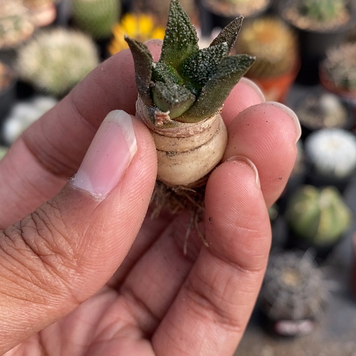 【闪购商品】龟甲牡丹