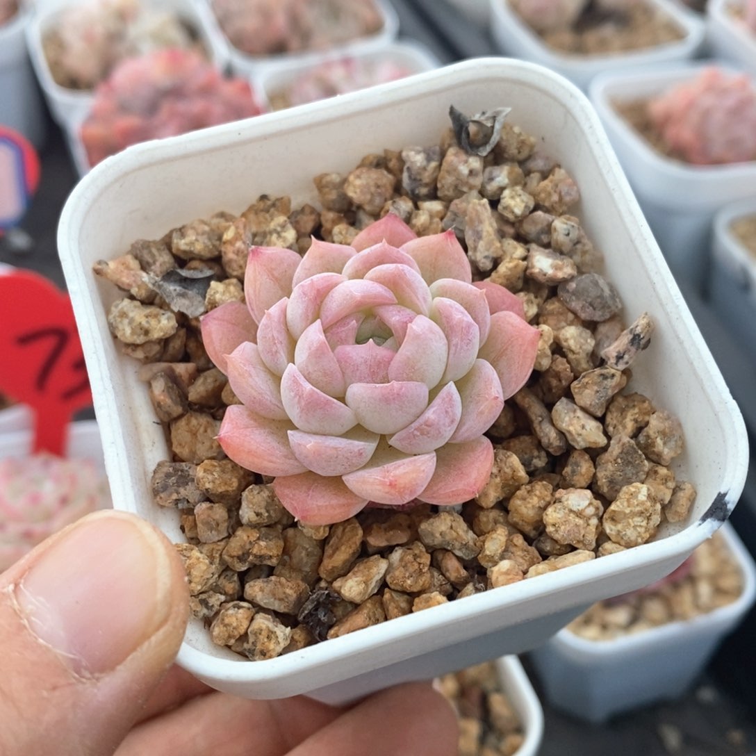 精品多肉一物一拍不包整31