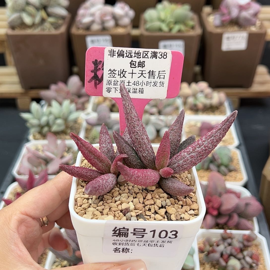 103猪尾巴多肉植物