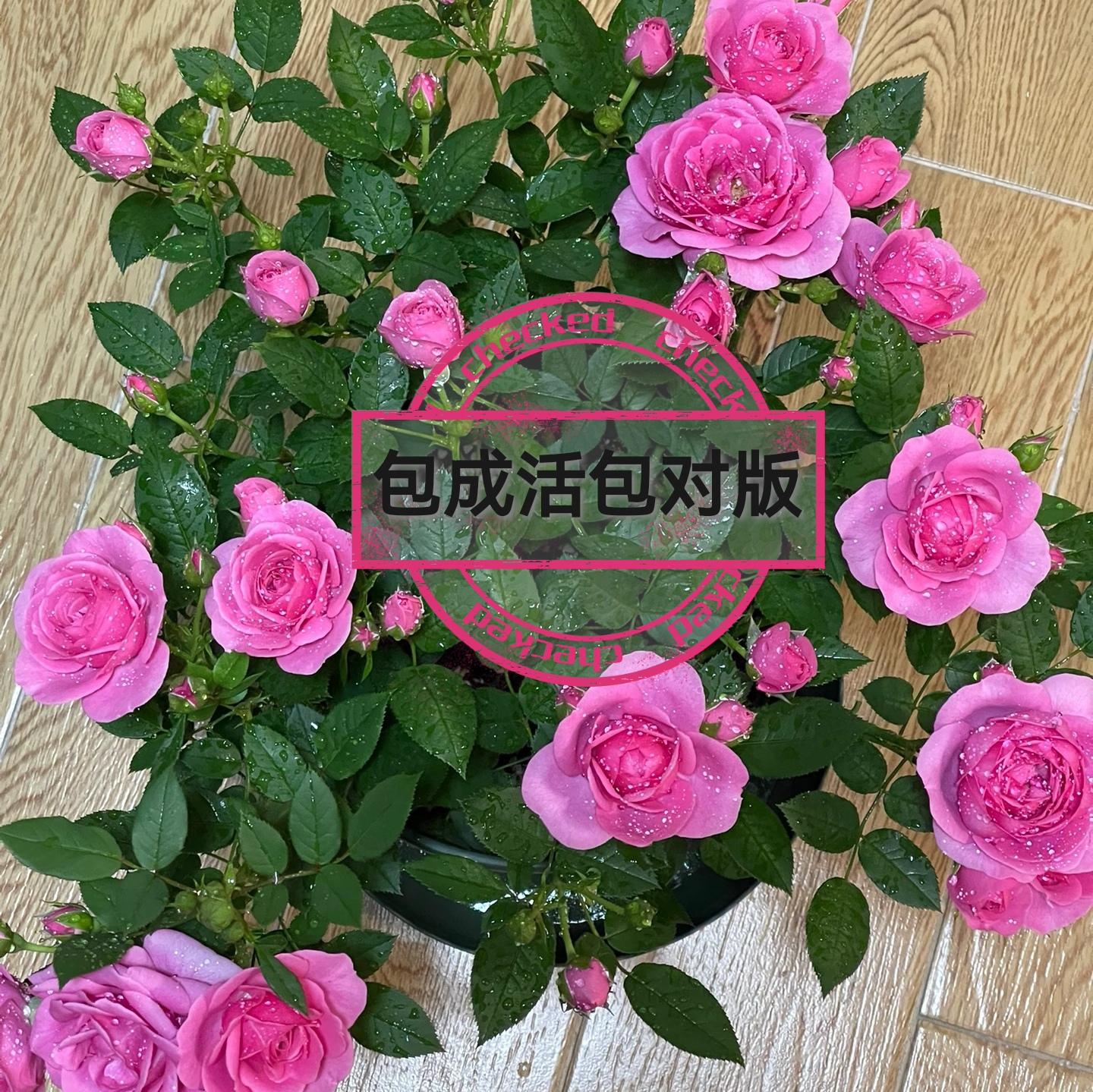 淑女大花浓香月季花苗顺丰包邮阳台庭院四季开花盆栽绿植