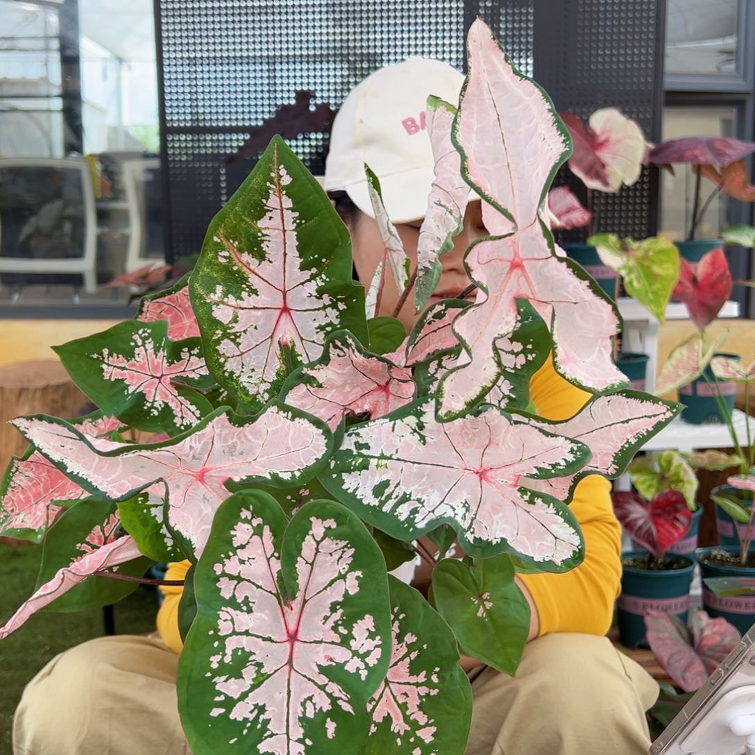 无花朵00017多叶粉色飞溅