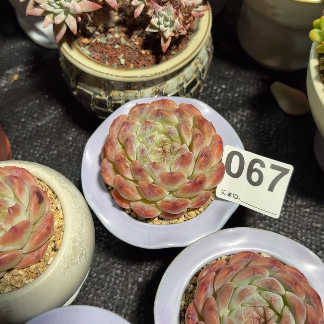 *****景德镇多肉花盆067