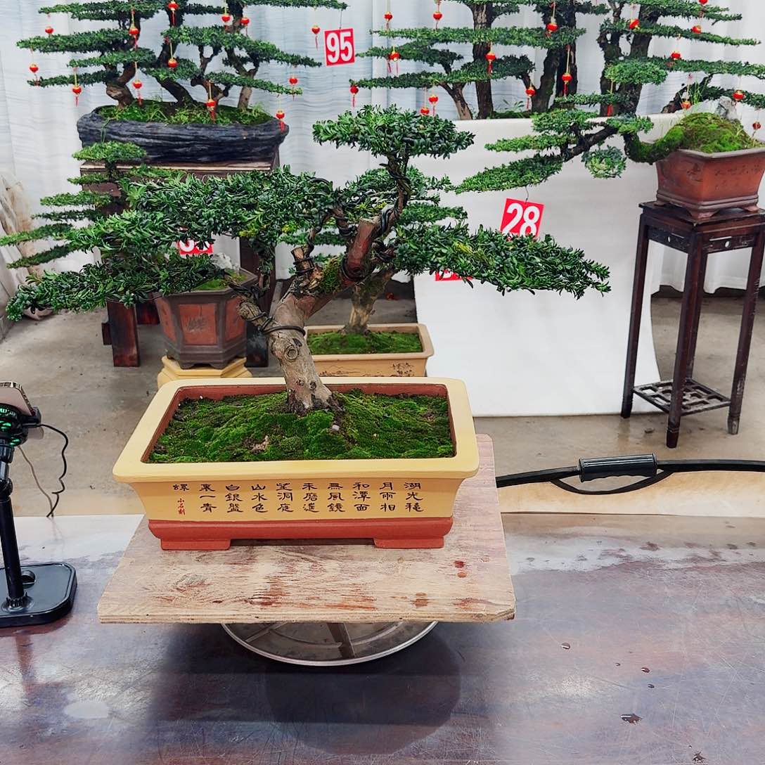 罗汉松一物一拍888889