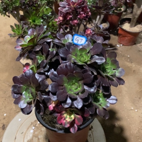 花蝴蝶捧花一物一拍