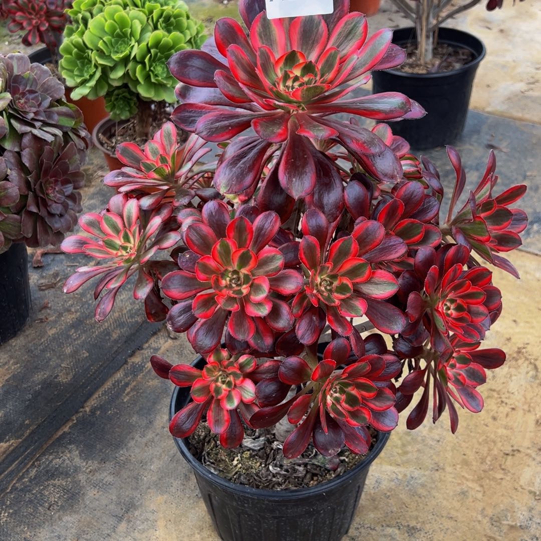 尘***烟无花朵丽娜优选262