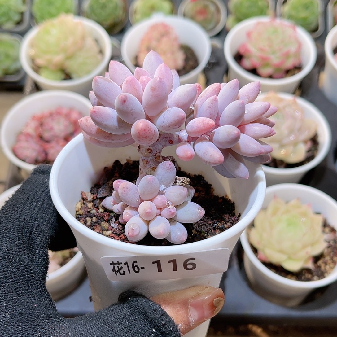 花16-116婴儿手指