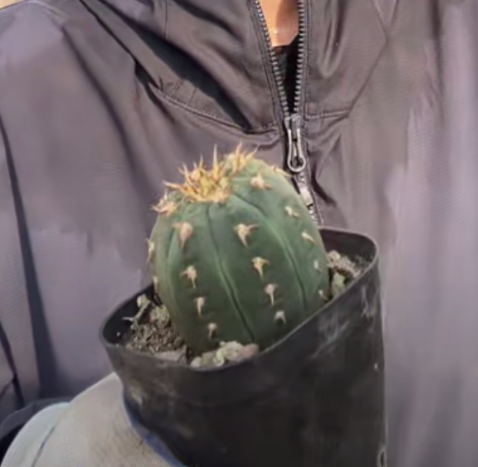 二妹园艺【 猫爪 实生根 】【冠幅保3公分】仙人球默认脱土随机发货