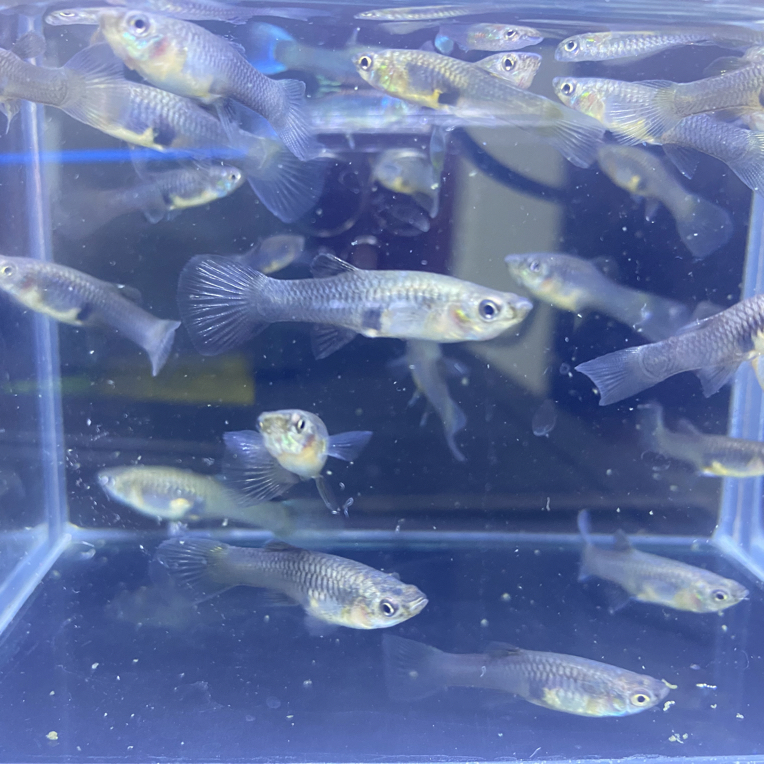 【直播福利】莫斯科冰蓝的跑红体杂袍