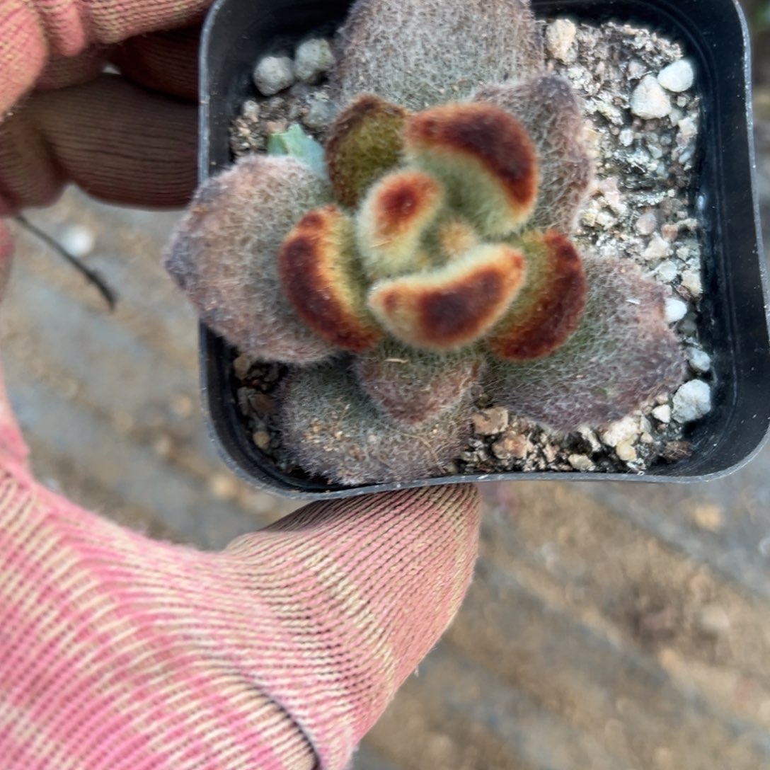 泰迪多肉植物植物营养液