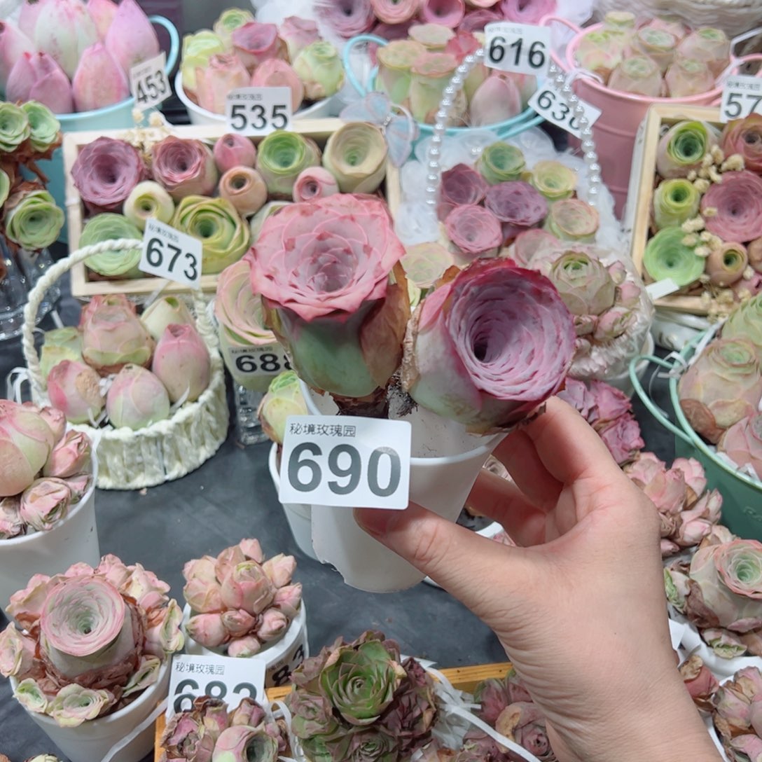 *****690紫玉老桩 两颗组合。 一物一拍