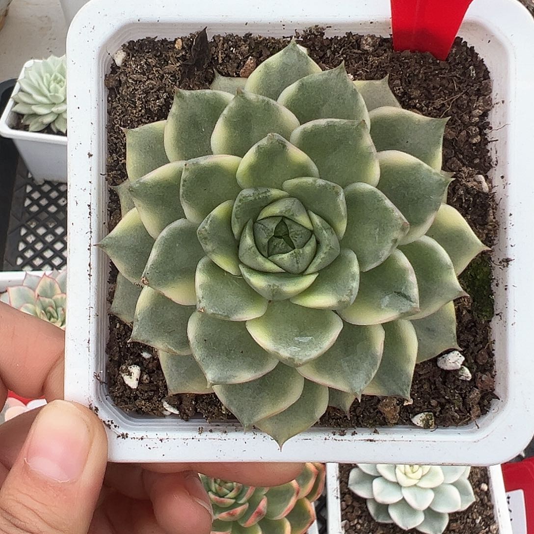 135号法比奥拉锦多肉植物