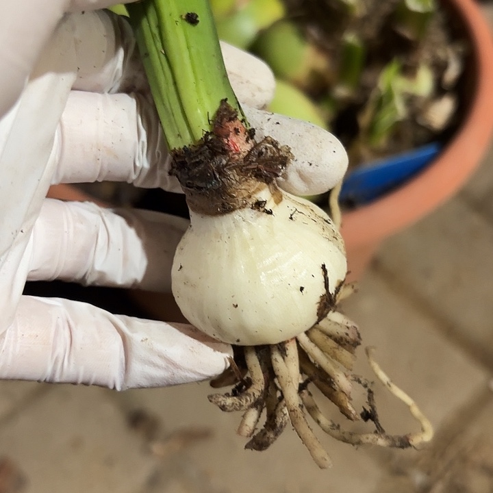 无花朵朱顶红浪漫嫁衣3.8厘米