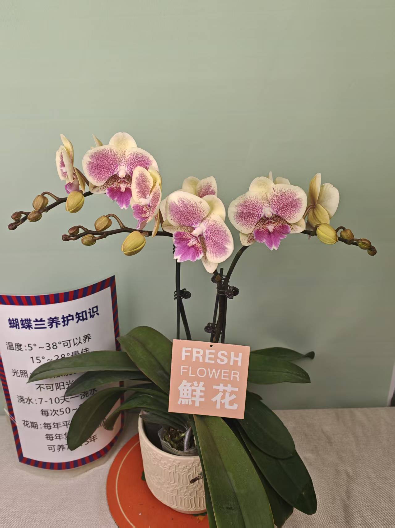 【黄桃之梦】盆栽大苗带花剑花苞四季开花室内花卉好养活