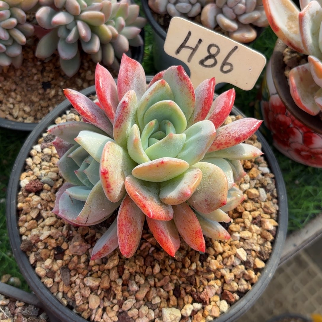 蓓***爷86fghjjjjkkjjjkj多肉