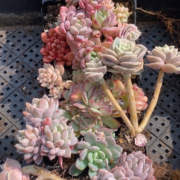 272 多肉植物盆栽花卉盆栽