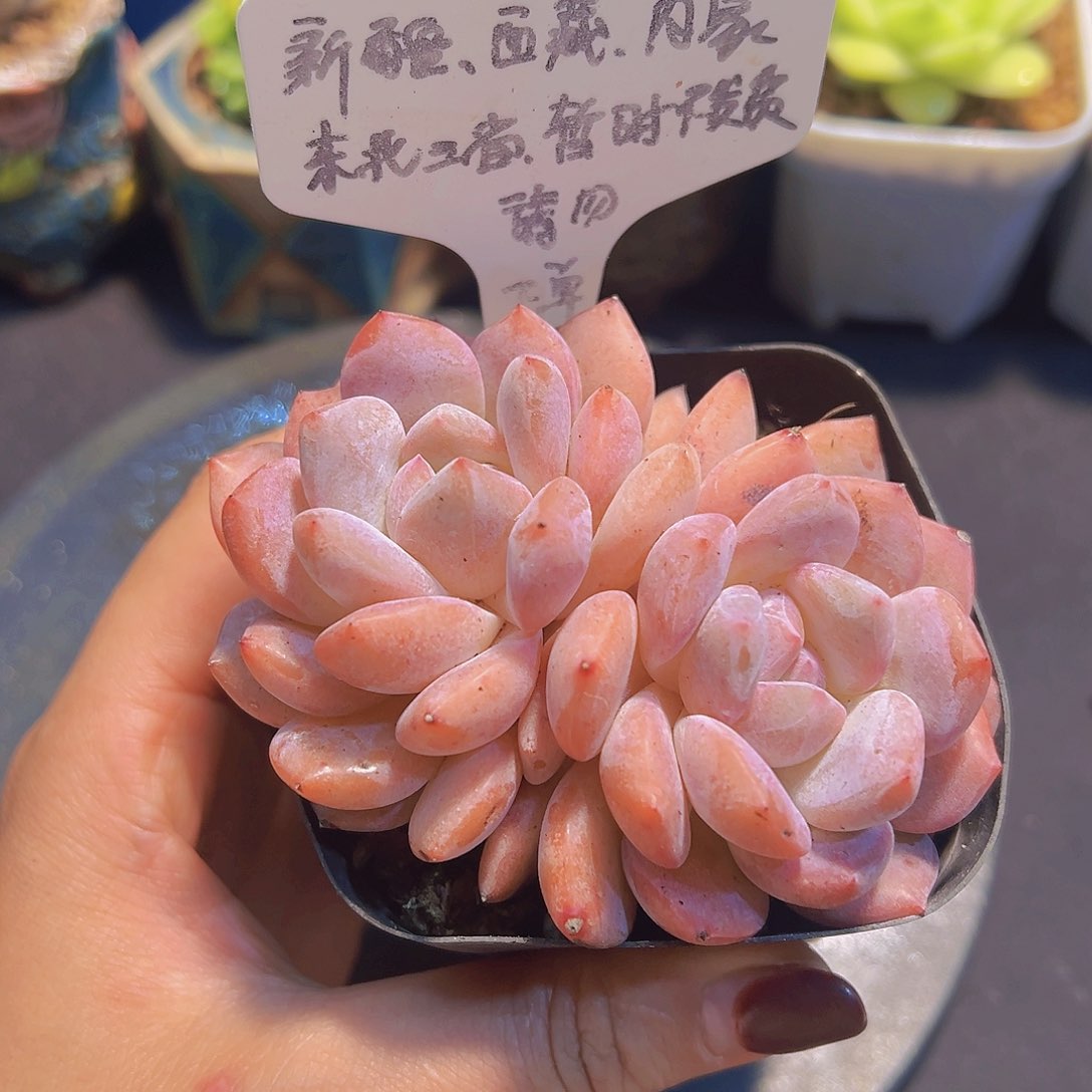 雪天使杂，多肉植物，