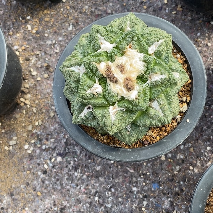 实生龟甲福利特价