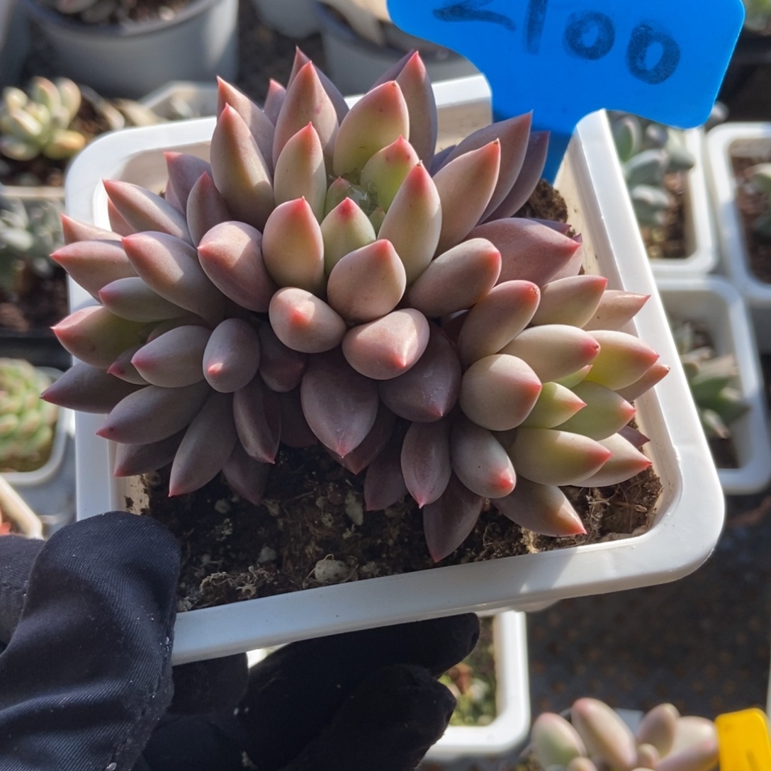 2100车厘子多肉植物