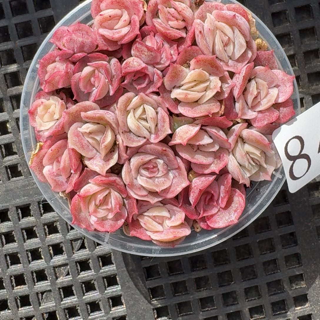 多肉植物多肉植物842