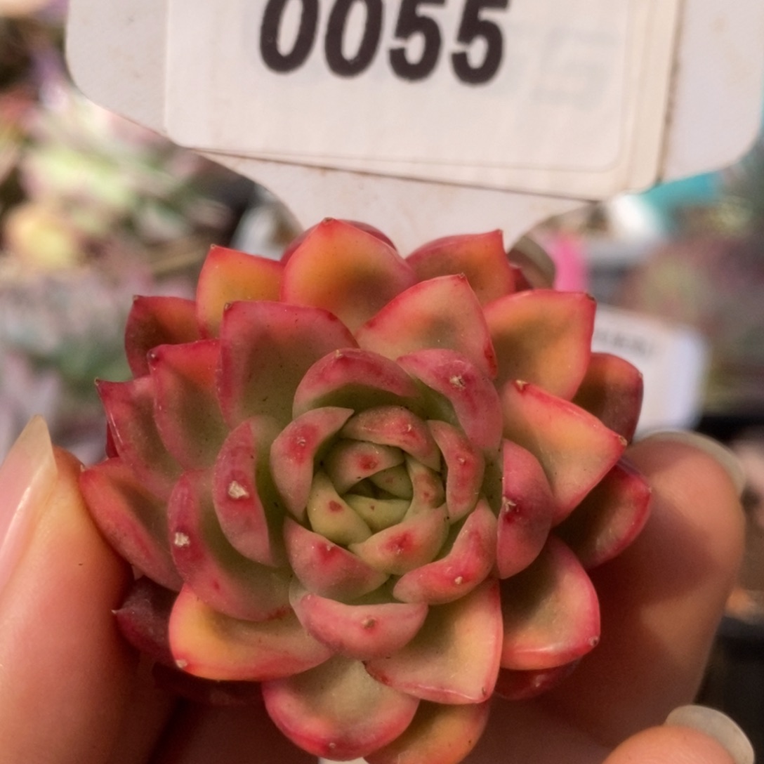 055红姑锦锦锦锦锦锦