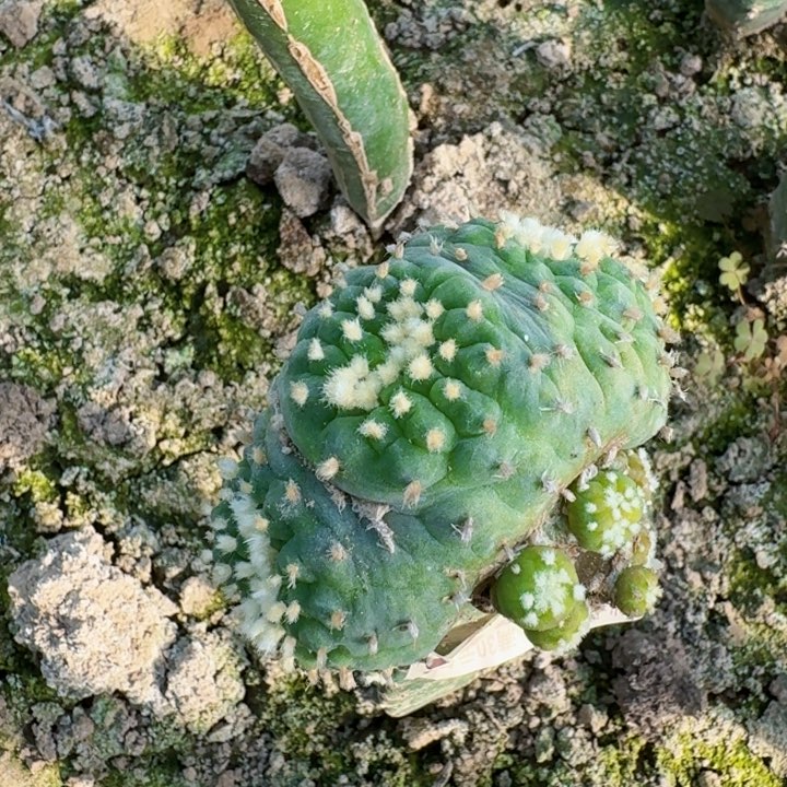 328福利仙缀仙人球