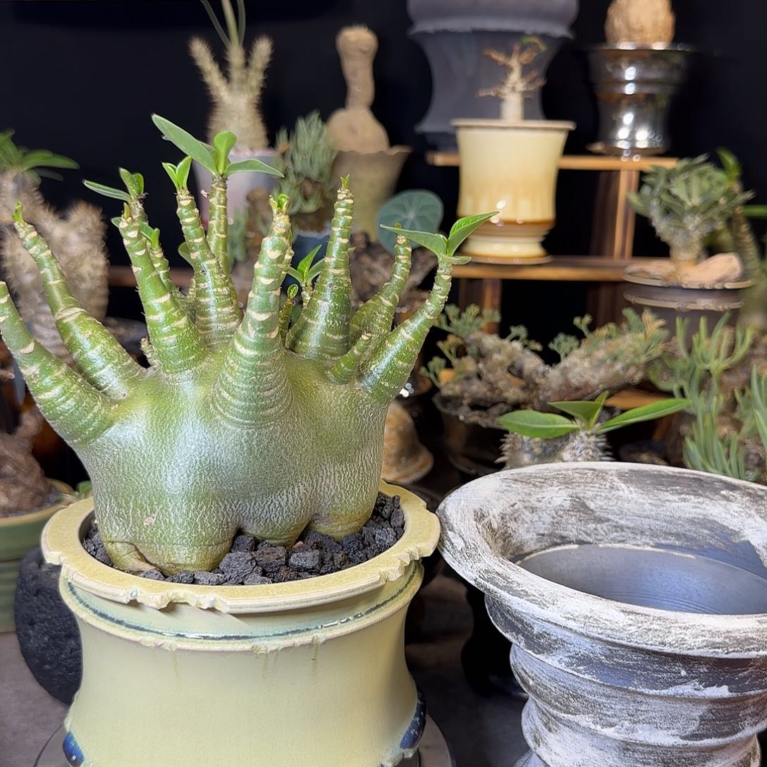 婵***儿一物一拍哥斯拉沙漠