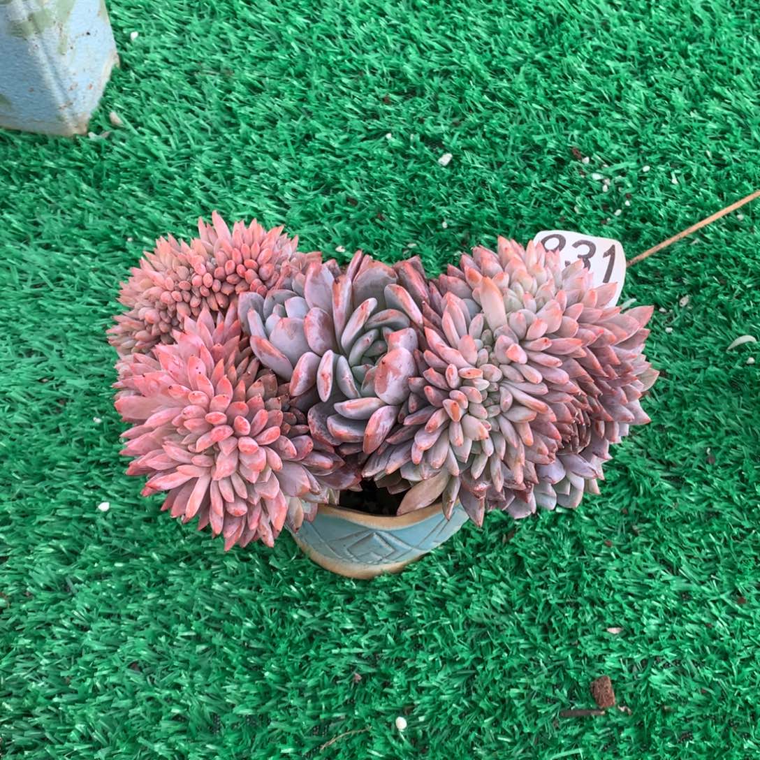 931橙子缀多肉植物