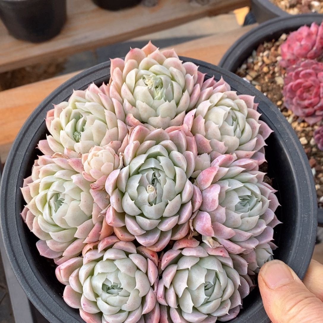 精品多肉一物一拍不包整167