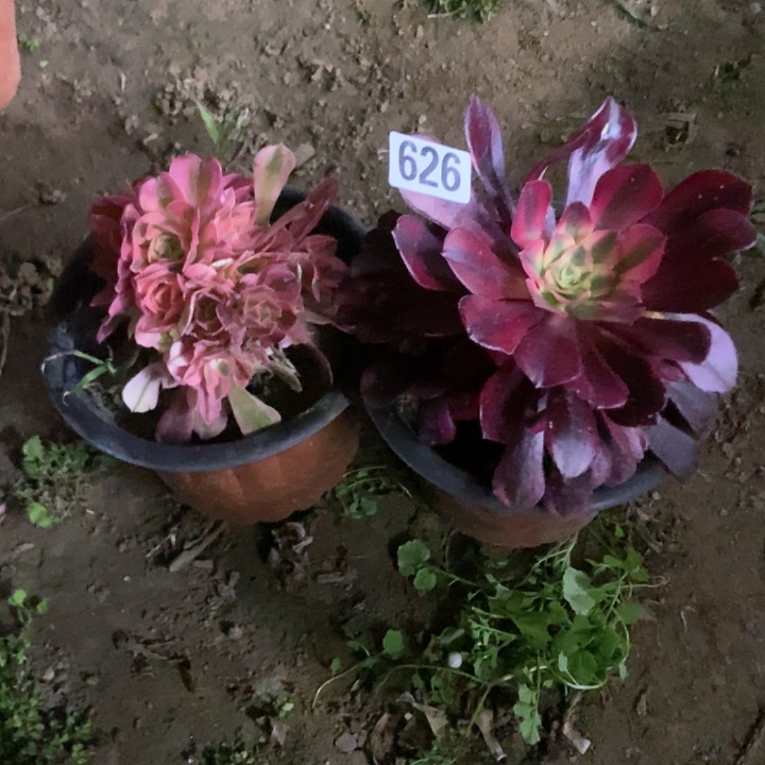 626两个老庄朵朵特价不