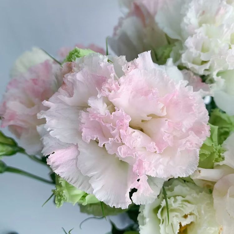 『洋桔梗·冰淇淋』高品质洋桔梗 全场一单包邮 两单顺丰