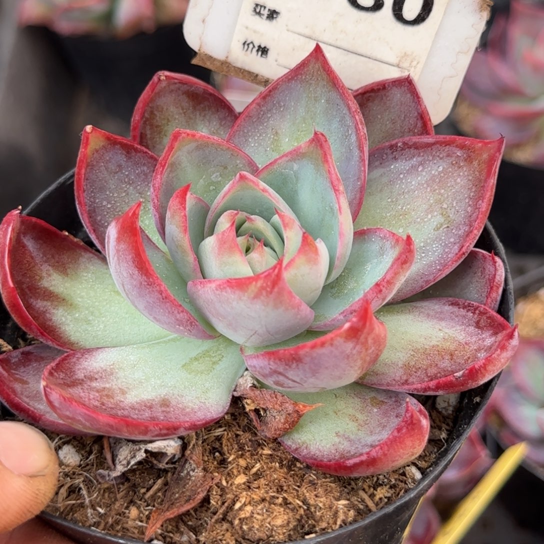 惊鸿一物一拍包装收缩花旱980