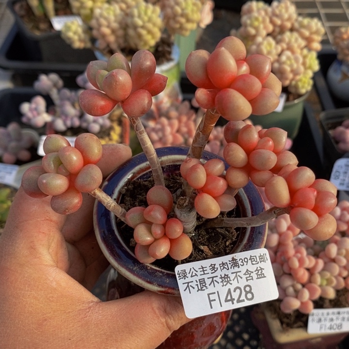 先锋派有砍9cm428多肉