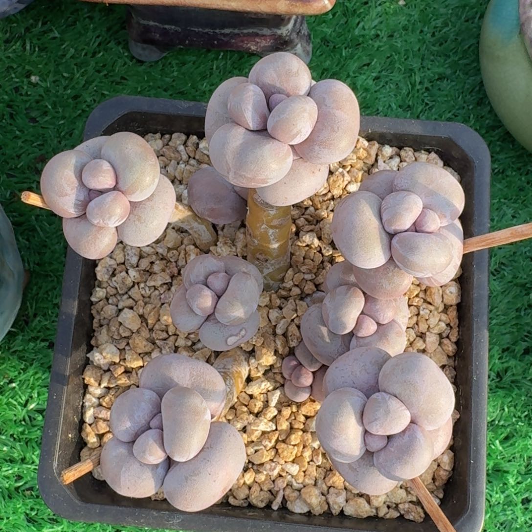 烟美人奶酪老桩一物一拍