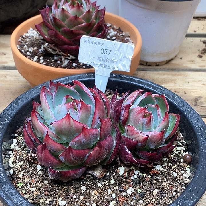 惊鸿仙子双头057